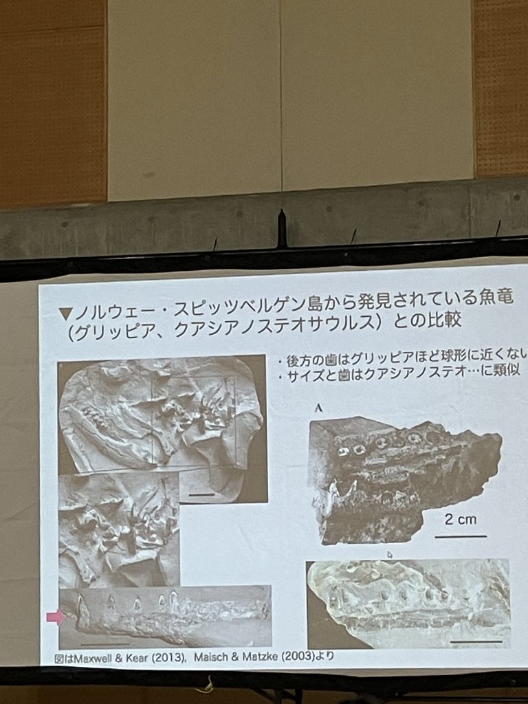 新たに発見された歌津の化石が今までになかった化石と言うことを証明する比較写真です！